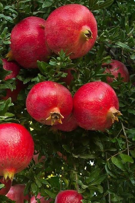 See full amazon price history chart for π
Όπ
π
Ίπ Live Rare Dwarf Kandhari Anar Plant | dark red kandhari Pomegranate Fruit Plant (Pack of 1 Plant) π
Όπ
π
Ίπ Live Rare Dwarf Kandhari Anar Plant | dark red kandhari Pomegranate Fruit Plant (Pack of 1 Plant) (B0D2JFH5PS) Amazon Price History, Amazon Price Tracker