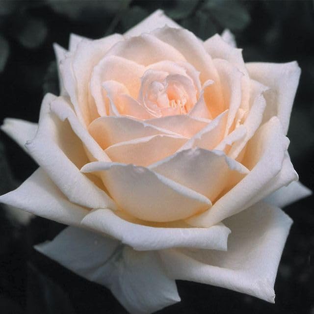 Heirloom Hardy Roses, Live Own Root Plant for Outdoor Garden, Prairie Star™, Moderately Fragrant, Hardiness Zones: 4-10, Continual Blooming