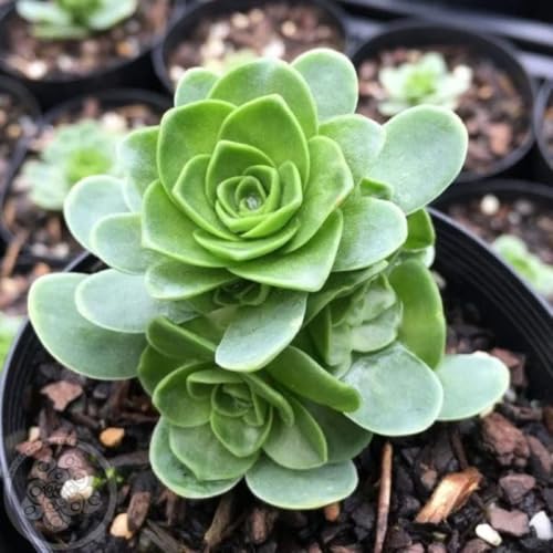 Mountain Rose Succulent (Greenovia Dodrentalis) | 2" Potted Live Plant