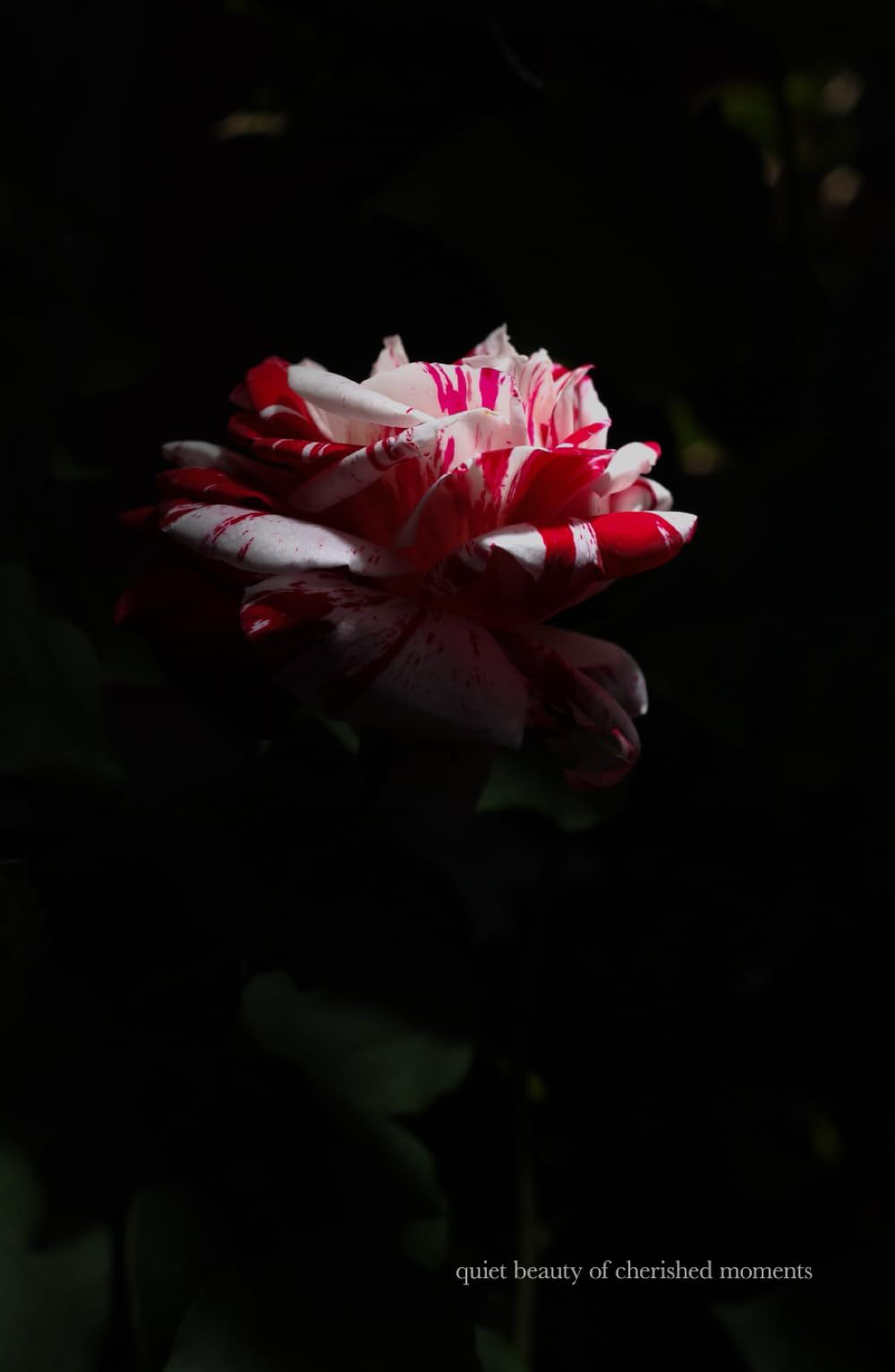 quiet beauty of cherished moments