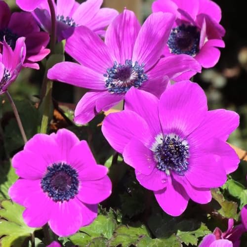 [World Fantasy Garden] 球根 アネモネ フルゲンス パープルシェード 5球セット【メール便でお届け】 Anemone fulgens 秋植え球根 植えっぱなし 2025BUのサムネイル