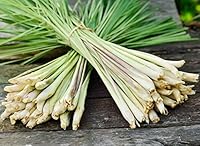 Toutes les graines vendues dans notre boutique proviennent des meilleurs producteurs de l'Union européenne. Grâce à de nombreuses années de coopération, nous avons développé les conditions les plus appropriées pour stocker et distribuer des lots de g...