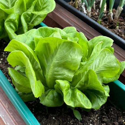 PflücksalatSamen, balkongarten Salat Bio, küchenkräuter alte sorten seltene für sonnige plätze gemüsepflanzen gartenkräuter 1200pcs