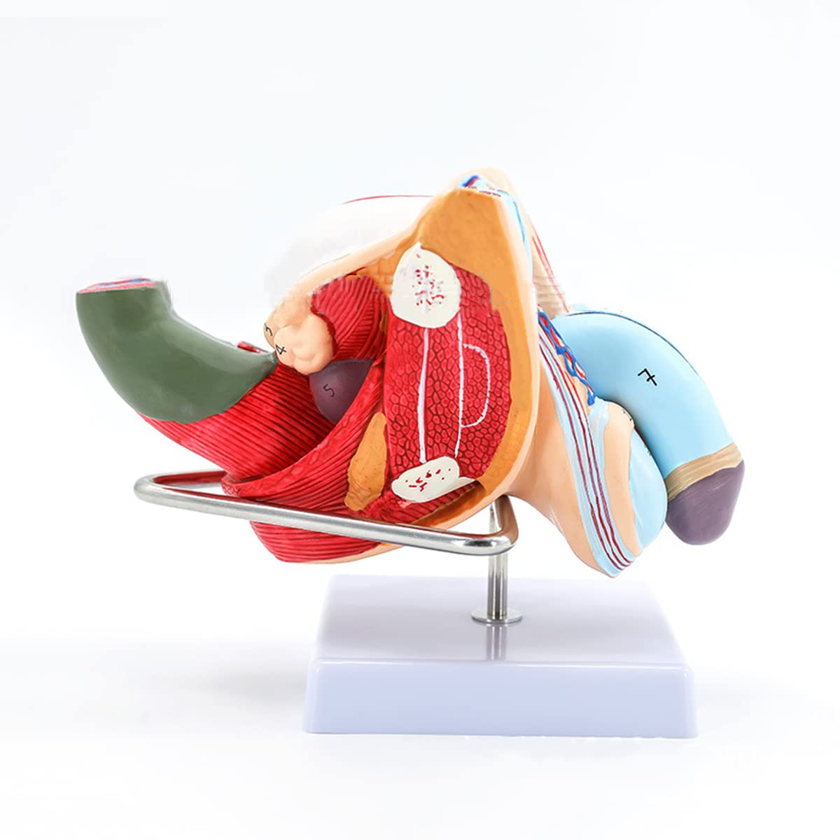 Buy Male Reproductive Structure Anatomical Model Male Reproductive And