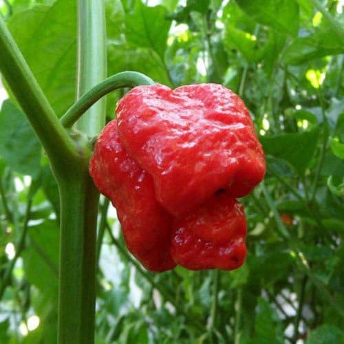 200 Pieces Fresh Rare" Trinidad moruga Scorpion" Pepper Bonsai (hot Chilli) Organic Vegetable Plants