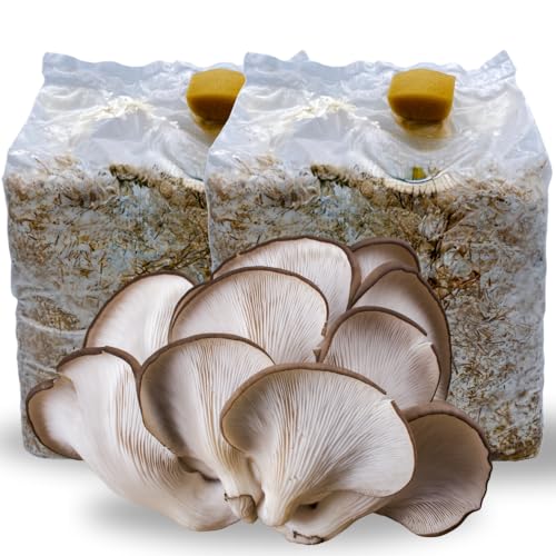 acquaverde | 2 Kit Coltivazione Funghi Pleutorus Ostreatus, Orecchione o Sfiandrina, Fungo Ostrica,...