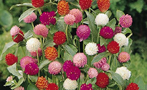Gomphrena Mixed Flower Seeds (5 Packet Of Gomphrena Mixed) Pack of (AVG 30-50) Seeds x 5 Per Packet-picture-29