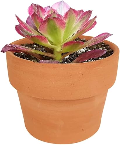Miniatura 2 de Aeonium Mardi Gras 4 pulgadas + maceta de arcilla  Colección colorida de alta calidad de plantas suculentas Aeonium vivas  Suculentas de rosetas