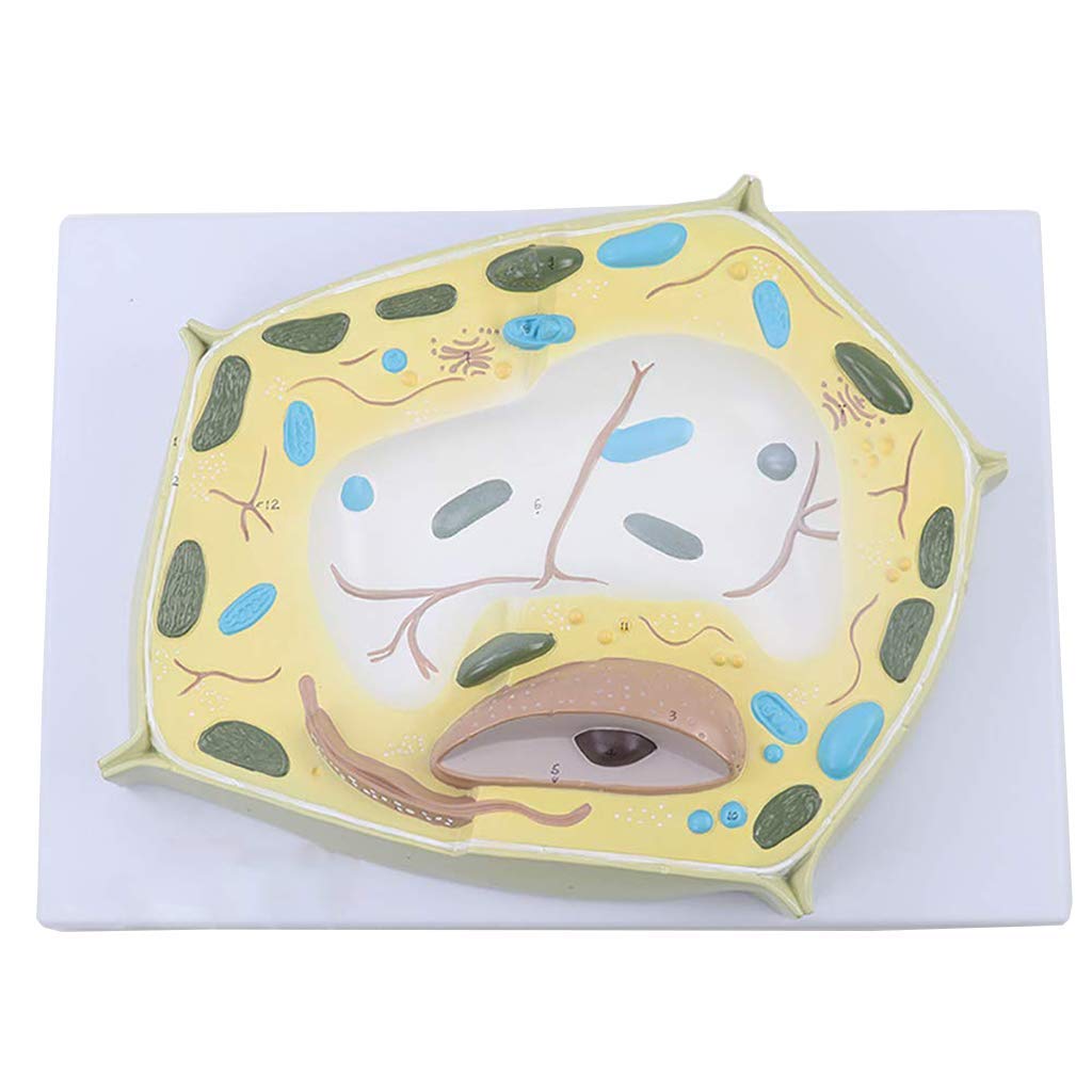 Buy BNFD Anatomical Cell Model Microscopic Specimen Cell Structure