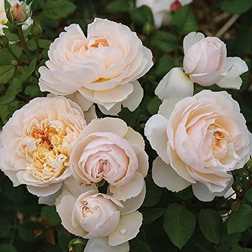 Amazon.com : Heirloom Roses Shrub Rose Plant - Moonlight in Paris ...