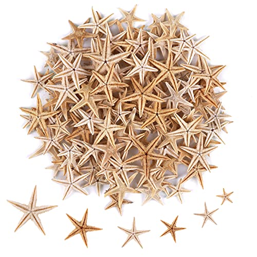 100 Pcs Small Starfish Star Sea Shell Beach for Craft 0.4"-1" by PPCLION - Used condition - US$7.51