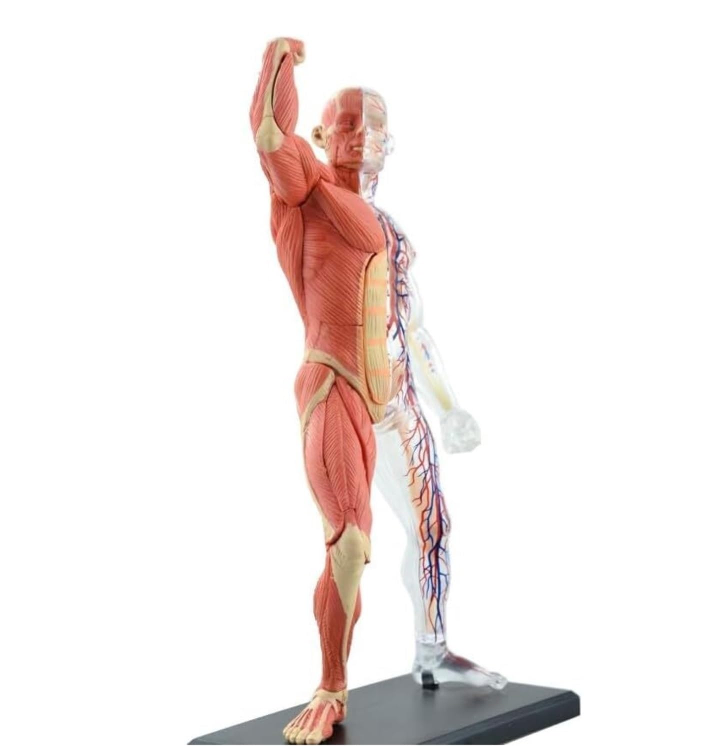 Anatomía De La Educación Modelo De Anatomía del Músculo Humano Ensamblado, Médico Anatómico, Cuerpo Transparente Humana, 46 Uds Muñeca de Anatomía