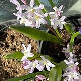 Semillas de brillo de nieve, semillas de interior Las perennes son perennes resistentes Las de jardín de rocas 80pcs