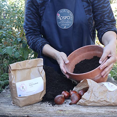 Bulbi da Fiore : n.30 Tulipani mix 2 colori "MALEFICENT" - Fioritura primaverile - Image 5