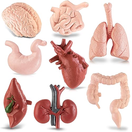 Mini Human Body Model for Kids, 8PCS Body Parts Sets Anatomy Toys, 3D Anatomy and Physiology Study...