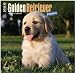 Golden Retriever Puppies 2015 Square 12x12 (Multilingual Edition)