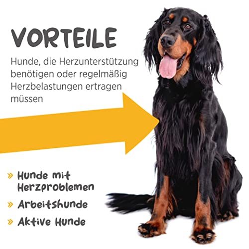 maxxipaws maxxicardio Herz- und Kreislauf Ergänzungsfuttermittel in Pulverform für Hunde, 90 g