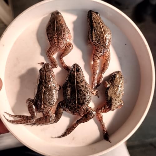 冷凍ヌマガエル 極小?Mサイズ ヘビ トカゲ カメ 餌用 国産 冷凍エサ 爬虫類 両生類 ペット飼育用 (M)