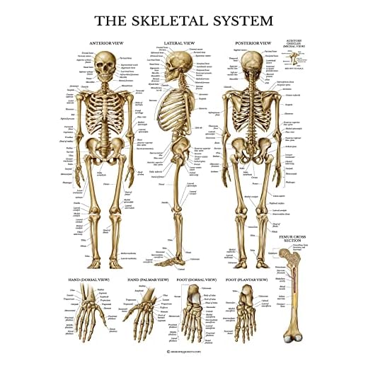 Palace Learning Gráfico anatómico del sistema esquelético, laminado, póster de anatomía de esqueleto humano (45,7 x 68,7 cm)