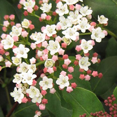 Viburnum Tinus 'Eve Price'- Viorne tin;Laurier tin 'Eve Price' 30-40 cm en conteneur