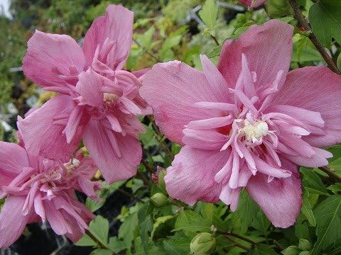 Amazon Co Jp ムクゲ 紅八重 ポット苗 Diy 工具 ガーデン