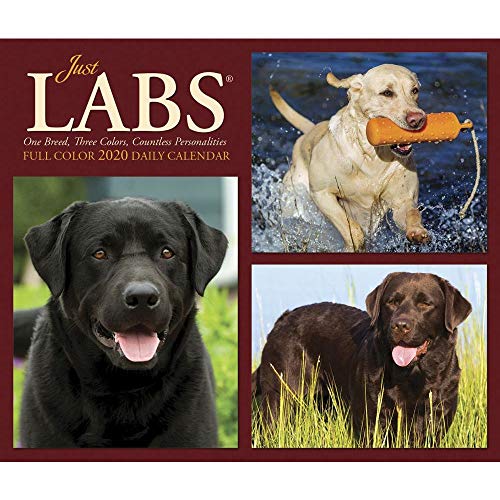 Just Labs 2020 Box Calendar (Dog Breed Calendar)