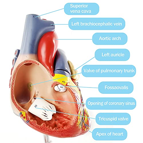 Image of NEW HORIZON Human Heart Model,4-Part 2X Size Cardiac Anatomical Model, 34 Accurate Numbered Anatomical Structures with Number Manual, Magnets, Display Base, for Classroom and Cardiology Study