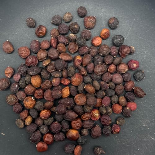 �y��q�z�I�y���N���J���A�E�p�L�v�X[MG02]���� 10s Operculicarya pachypus