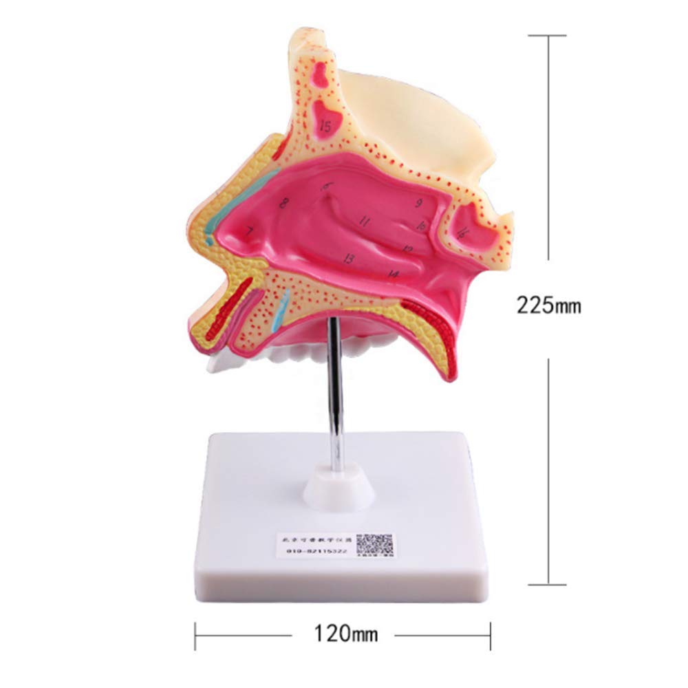 Il modello anatomico della cavità nasale umana allarga la struttura dell'otorinolaringoiatria del naso dello strumento del modello di insegnamento della biologia per lo strumento di presentazione