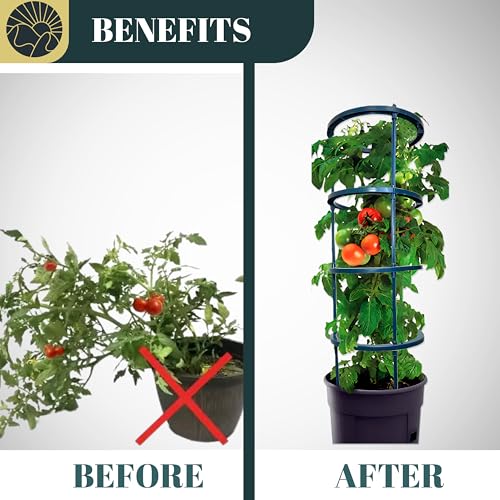 SunVara Small Tomato Cage for Pots Mini Tomato Cage Trellis 9'' Each 36'' in Total with Gloves Tomato Stakes Plant Stakes for Climbing Plants Garden Cages for Vegetables by SunVara - Image 4