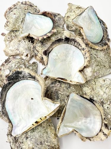 Amazon.co.jp: 【貝殻の問屋さん】国産アコヤガイ原貝(貝殻のみ)【約6