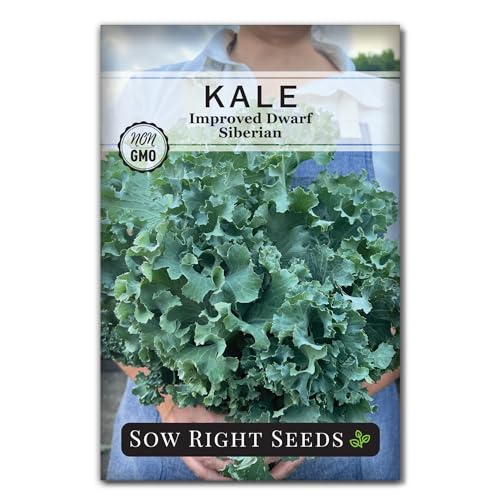 Sow Right Seeds - Dwarf Siberian Improved Kale Seed for Planting - Non-GMO Heirloom Packet with Instructions to Plant a Home Vegetable Garden - Very Nutritious Superfood - Classic Variety (1)
