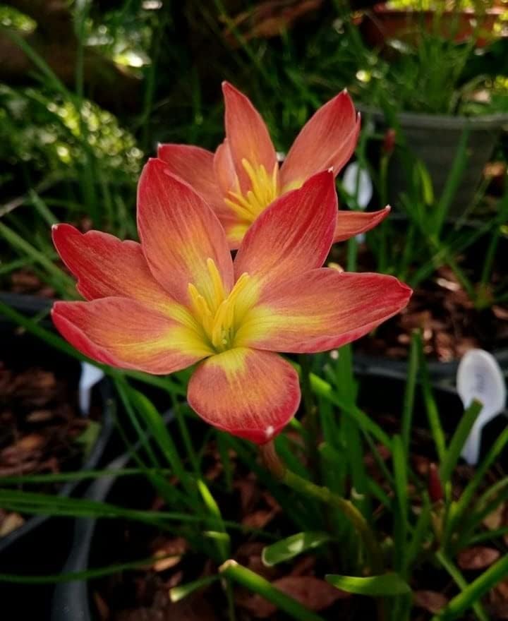 Live Zephyranthes Candida Rain Lily Flower Plant I Rain Lily Ornamental Air Purifier Plant I With Growbag