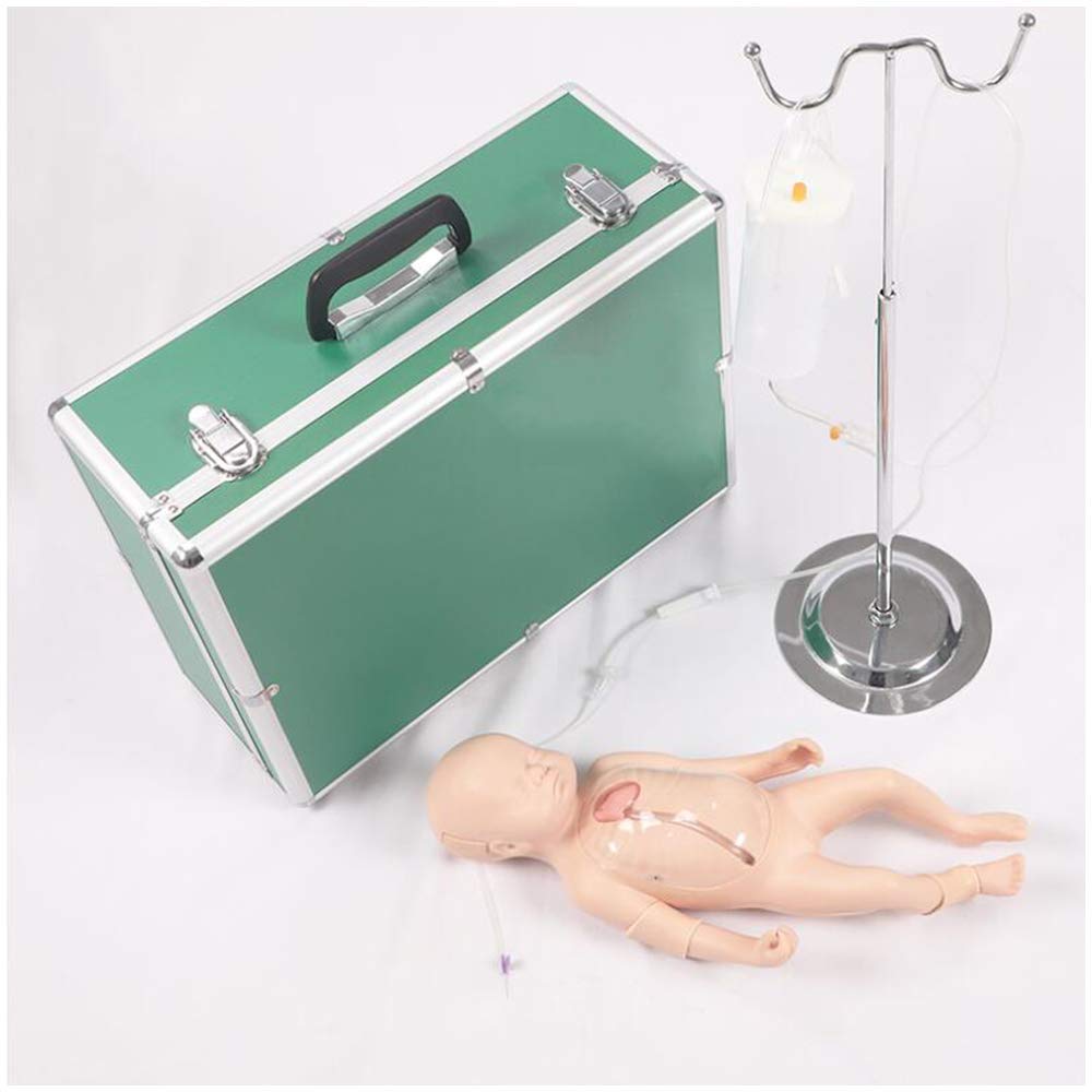 血液循環系模型 (透視式)♡ 血液循環系模型 (透視式)♡ - メルカリ