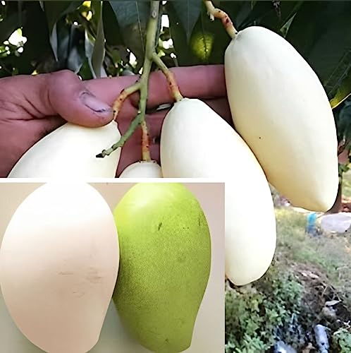 Image of Thailand White Mango Plant Grafted Live Fruit Tree 1.5-2.5 Feet
