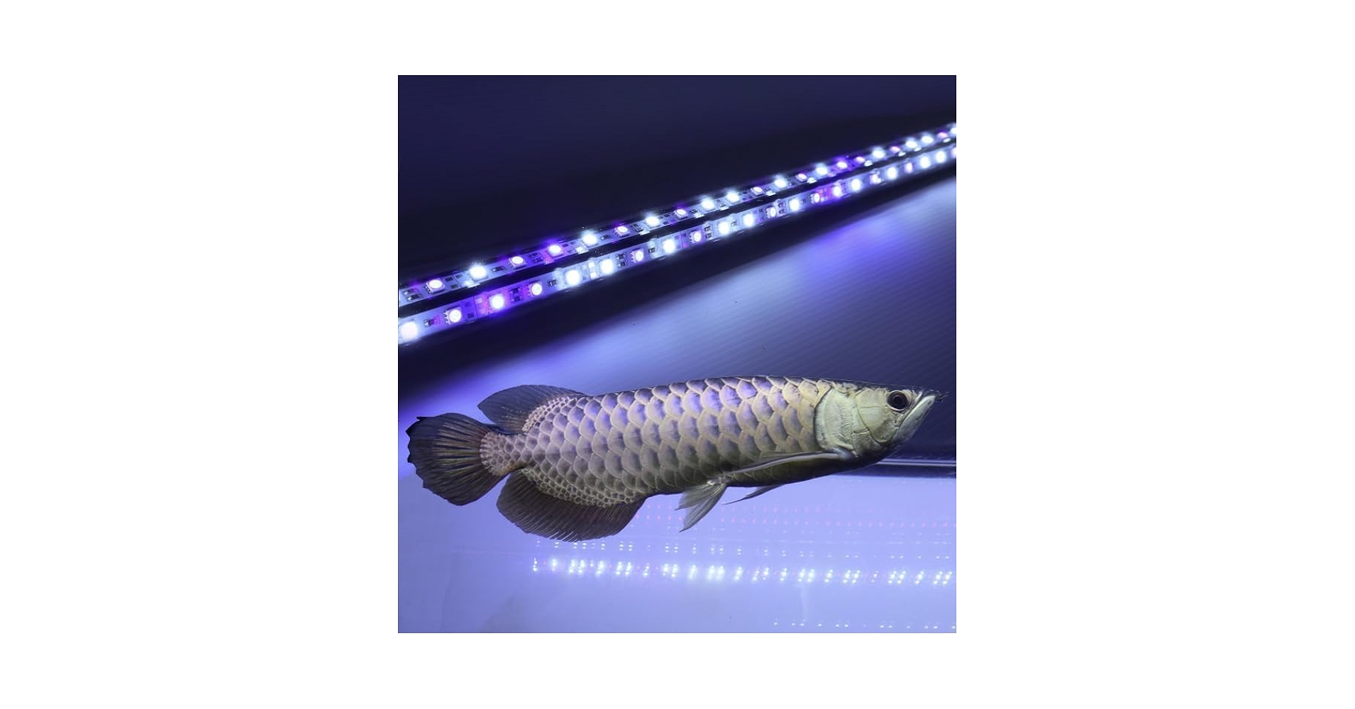 Amazon.co.jp: アロワナ ライト UV 紫外線40％ 金龍 過背金 水槽