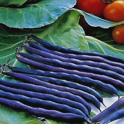 Buy4seeds 200 Seeds Dwarf French Bean Purple Queen Useful for Garden and Outdoor