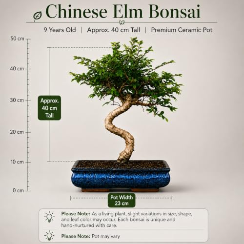 Image of Abana Homes Chinese Elm Bonsai Live Plant - 9-Year-Old Mature Indoor Bonsai Tree in Ceramic Pot, 40 cm | Fine-Leaf Semi-Evergreen Bonsai for Home & Office Decor | Low-Maintenance Plant Gift