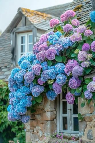 Ritz Farming® Hydrangea Imported Flower Seeds For Your Home Gardening | Pack of 70 to 80 seeds (PURPLE WITH VIOLET)