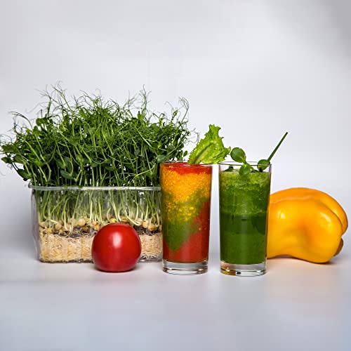 Todd's Seeds Sweet Green Pea Sprouting Seed By The Pound #TOP5