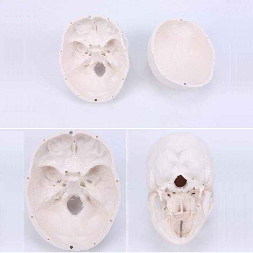 Materiale Didattico per Il Modello Umano, Modello Cranio Umano di Dimensioni Vitali, Modello Anatomico, Modello Didattico
