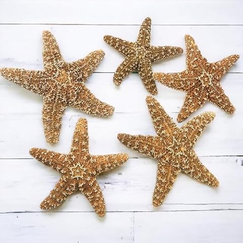 Tumbler Home Sugar Starfish, 4" - 6" inch Large Starfish, Sea Star, Starfish Decor, Aquarium Decor, Fish Tank Decor, Starfish for Crafts, Christmas Ornaments, Real Starfish 5 Pack Cover