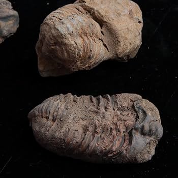 Amazon.co.jp: Acxico 1個 フレキシカリメネ モロッコ 三葉虫