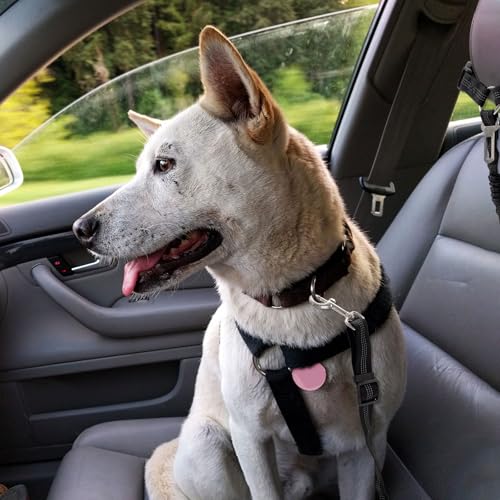 Anschnallgurt Hunde Auto Verstellbarer - 2 Stück Hundegurt fürs Auto mit Universalschnalle und elastischem, 2-in-1 Hundeanschnaller Auto für Alle Hunderassen & Autotypen
