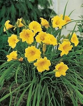 25 Bareroot Hemerocallis Stella Doros Daylilies-1-2 Fan Tennessee Grown