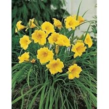 25 Bareroot Hemerocallis Stella Doros Daylilies-1-2 Fan Tennessee Grown