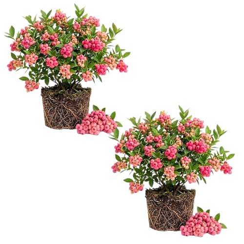Set of 2 Blueberry Plant Live Blueberry Bushes Live Plant Blueberries Fruit Tree 4 to 7 inches in Height for Growing (Pink Lemon Blueberry)