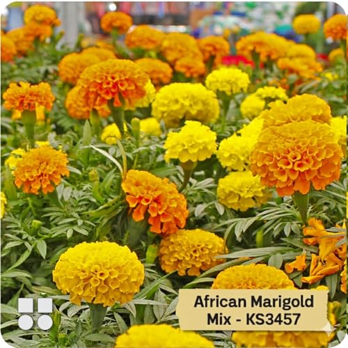 Image of African Marigold KS2628 - Semi Tall (60-75 cm) | Professional Nursery & Commercial Grade Flower Seeds | Bulk Packs for Farmers & Growers (Mix, 25 Gm)