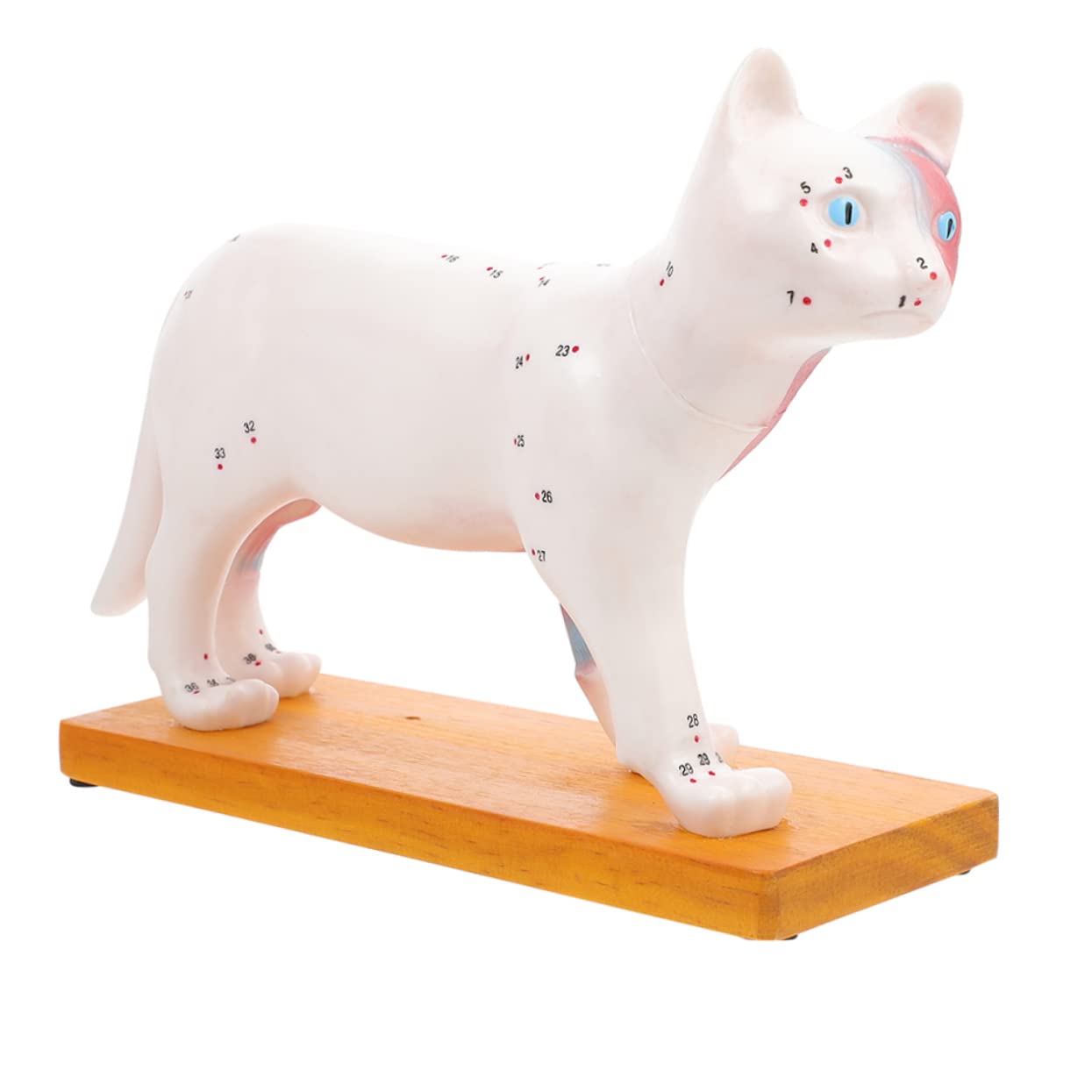 Unomor Anatomical Cat Model for Veterinary Teaching Realistic Cat Body Acupuncture Model for Students Veterinary Reference Detailed