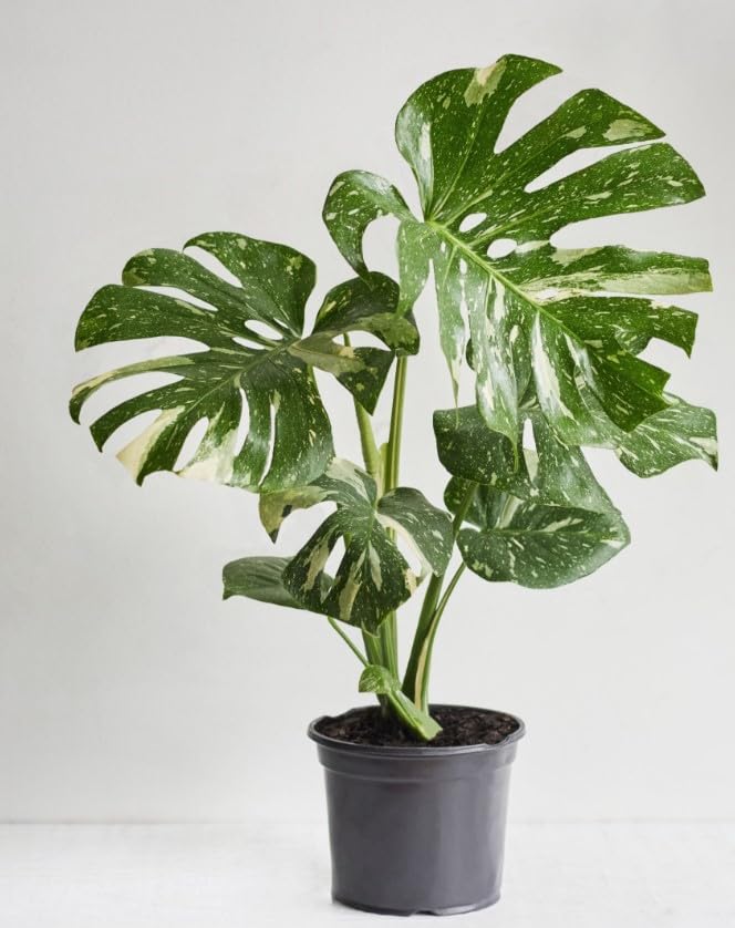 Monstera Thai Constellation Variegated Deliciosa Houseplant Large